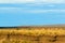 Guanaco herd