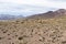 A Guanaco herd in andes