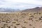 A Guanaco herd in andes