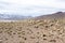 A Guanaco herd in andes