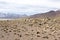 A Guanaco herd in andes