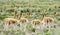 Guanaco herd in pampa bushes