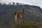 Guanaco on a hillside in Valle Chacabuco, Patagonia