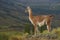 Guanaco on a hillside in Valle Chacabuco, Patagonia