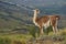 Guanaco on a hillside in Valle Chacabuco, Patagonia