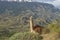 Guanaco on a hilltop in Patagonia, Chile