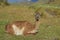 Guanaco on a hilltop in Patagonia, Chile