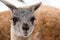 Guanaco (Lama guanicoe)