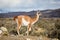 Guanaco, Lama Guanicoe, admiring the Andes. Torres del Paine National Park, Patagonia, Chile.