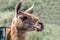 Guanaco, Lama guanicoe. Adventure weekend in safari. Portrait