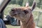 Guanaco, Lama guanicoe peers into a car and asks for food. Adventure weekend in safari