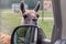 Guanaco, Lama guanicoe peers into a car and asks for food. Adventure weekend in safari. Communication with wild animal