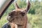 Guanaco, Lama guanicoe peers into a car and asks for food. Adventure weekend in safari. Portrait