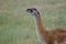 Guanaco Lama guanicoe smelling in a meadow.