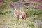 Guanaco Lama guanicoe in Torres del Paine National Park, Magallanes Region, southern Chile