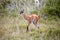 Guanaco Lama guanicoe in Torres del Paine National Park, Magallanes Region, southern Chile