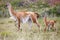 Guanaco Lama guanicoe in Torres del Paine National Park, Magallanes Region, southern Chile