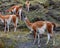 Guanaco, Lama, National Park Torres del Paine.