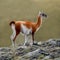 Guanaco, Lama, National Park Torres del Paine.