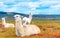 Guanaco lamas in national park Torres del Paine mountains, Patagonia, Chile, South America. Copy space for text