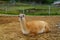 Guanaco lies on the sand