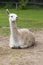 Guanaco. Llama profile portrait on the wild park.