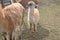 Guanaco Llamas in Lany, Czechia