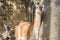 Guanaco looking closely at something, Lama Guanicoe