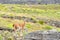 Guanaco Looking To the Camera in the patagonia Fields