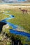 Guanaco is mammal a genus of llamas