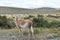 Guanaco on a meadow in Chile, Patagonia