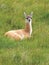 Guanaco in National Park Torres del Paine