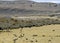 Guanaco near the village of Porvenir in Tierra del Fuego.