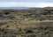 Guanaco near the village of Porvenir in Tierra del Fuego.