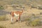 Guanaco, Patagonia