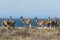 Guanaco, Patagonia, Argentina