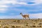 Guanaco at Patagonia Landscape, Argentina