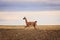 Guanaco in patagonian landscape, patagonia