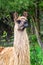 Guanaco. Portrait beautiful animal. New Zealand