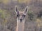 guanaco portrait effect watercolor painting