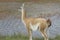 Guanaco profile waterside