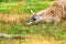 guanaco resting in the field