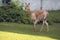 Guanaco runs on green grass. Color photo.