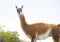 Guanaco in semidesertic landscape, Peninsula Valdes,