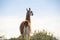 Guanaco in semidesertic landscape, Peninsula Valdes,