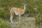 Guanaco among the shrubs of the Pampeano field,