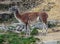 Guanaco on the slope 1