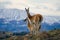 Guanaco stands on the crest of the mountain backdrop of snowy peaks. Torres del Paine. Chile.