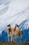 Guanaco stands on the crest of the mountain backdrop of snowy peaks. Torres del Paine. Chile.