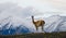 Guanaco stands on the crest of the mountain backdrop of snowy peaks. Torres del Paine. Chile.